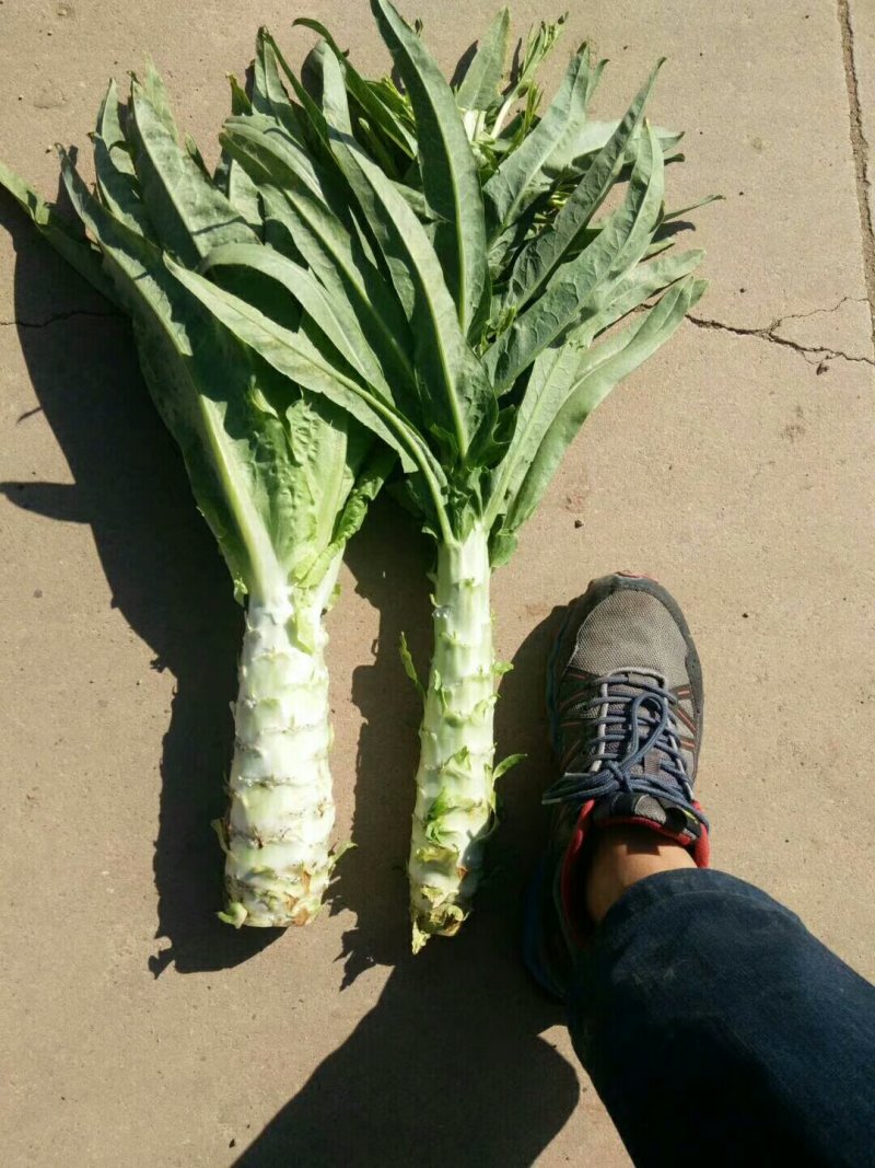 尖叶莴笋出售
