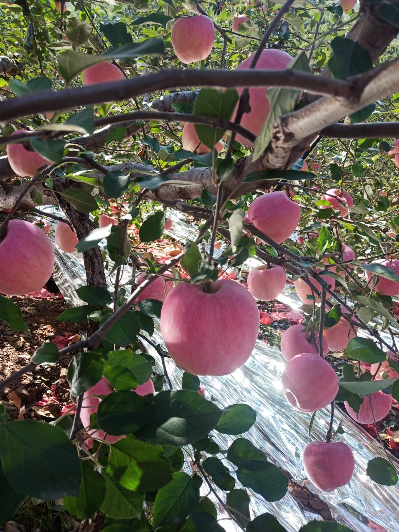 寒富苹果