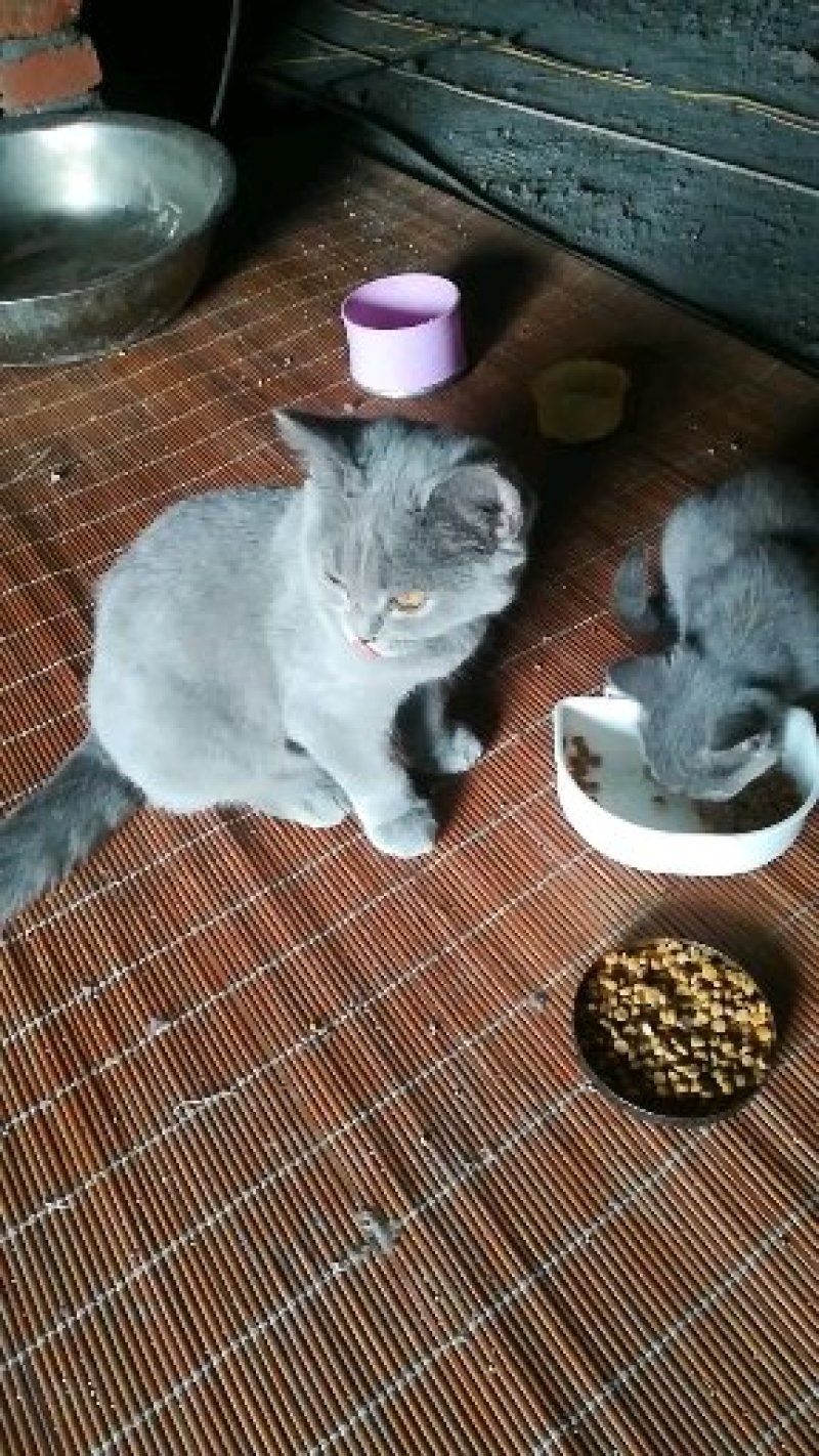 蓝猫