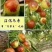 冬枣