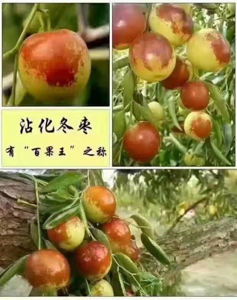 冬枣