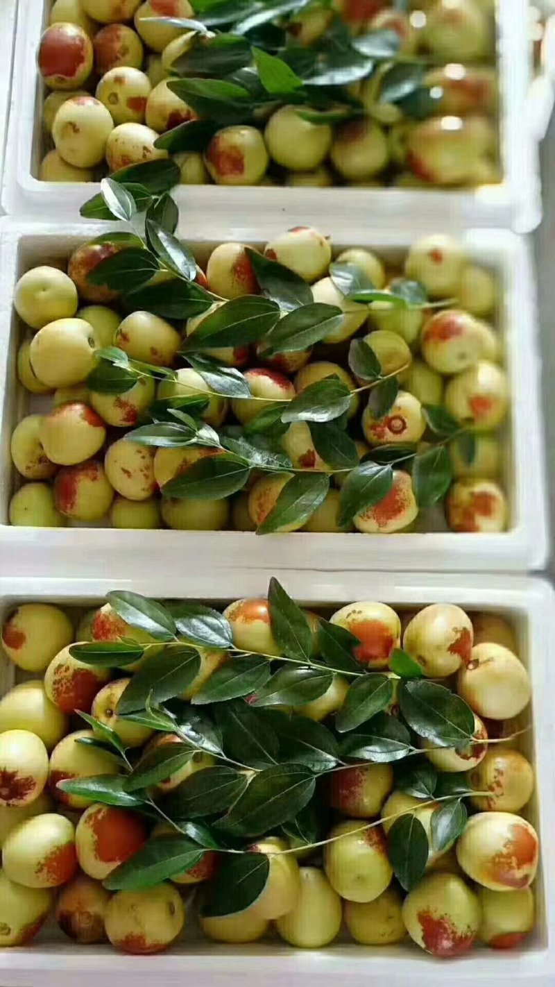 冬枣