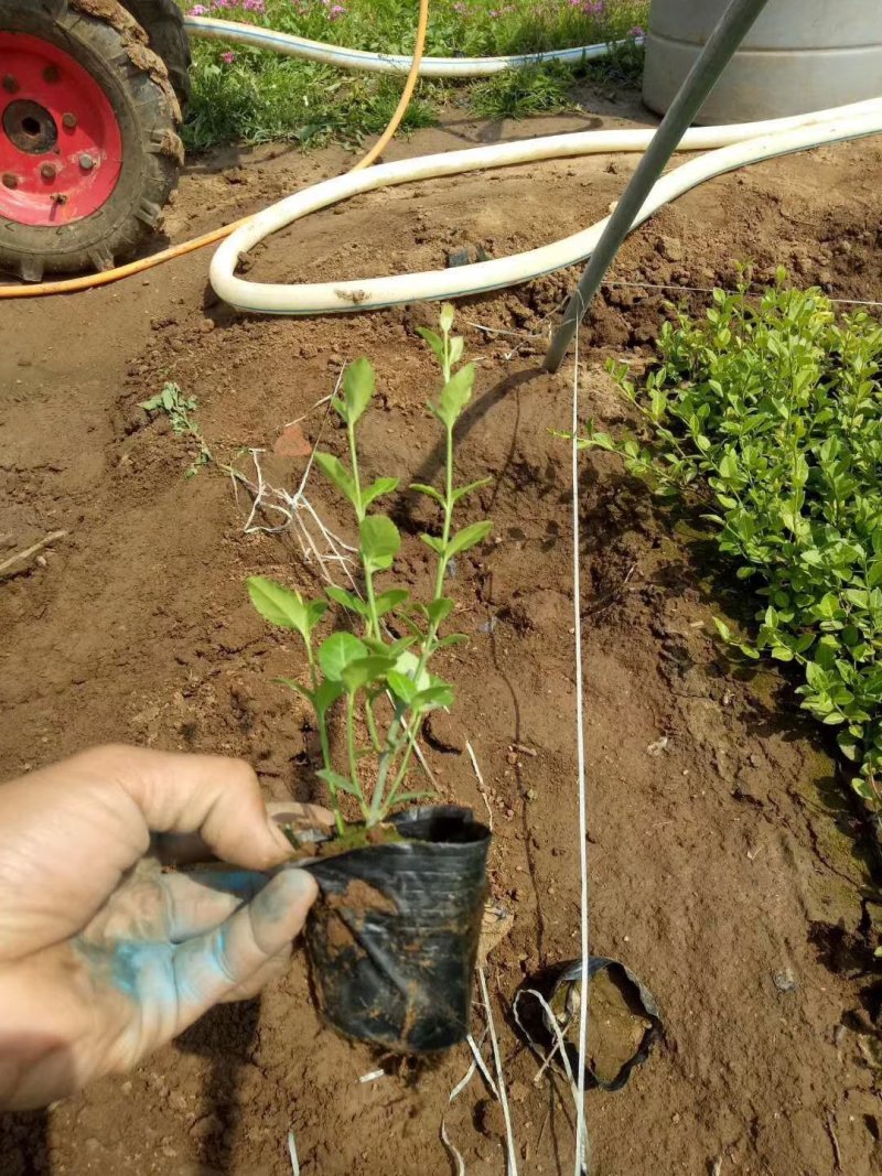 小叶扶芳藤绿化苗木大量有货