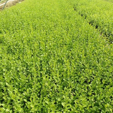 小叶扶芳藤绿化苗木大量有货