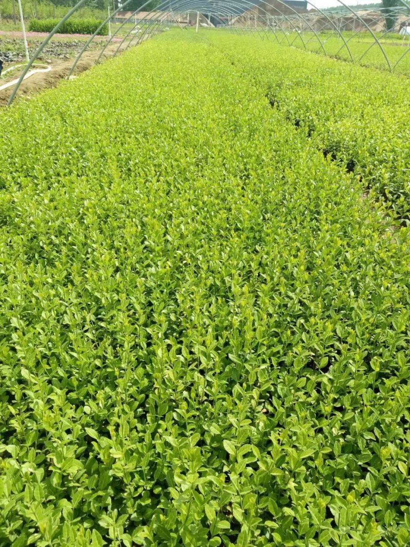 小叶扶芳藤绿化苗木大量有货