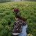 有收菊花茶的吗