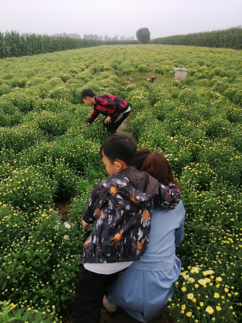 有收菊花茶的吗