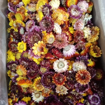 七彩菊菊花七彩菊正品保证实图拍照无理由退货退款
