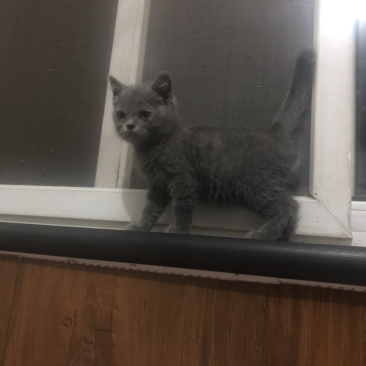 蓝猫英短