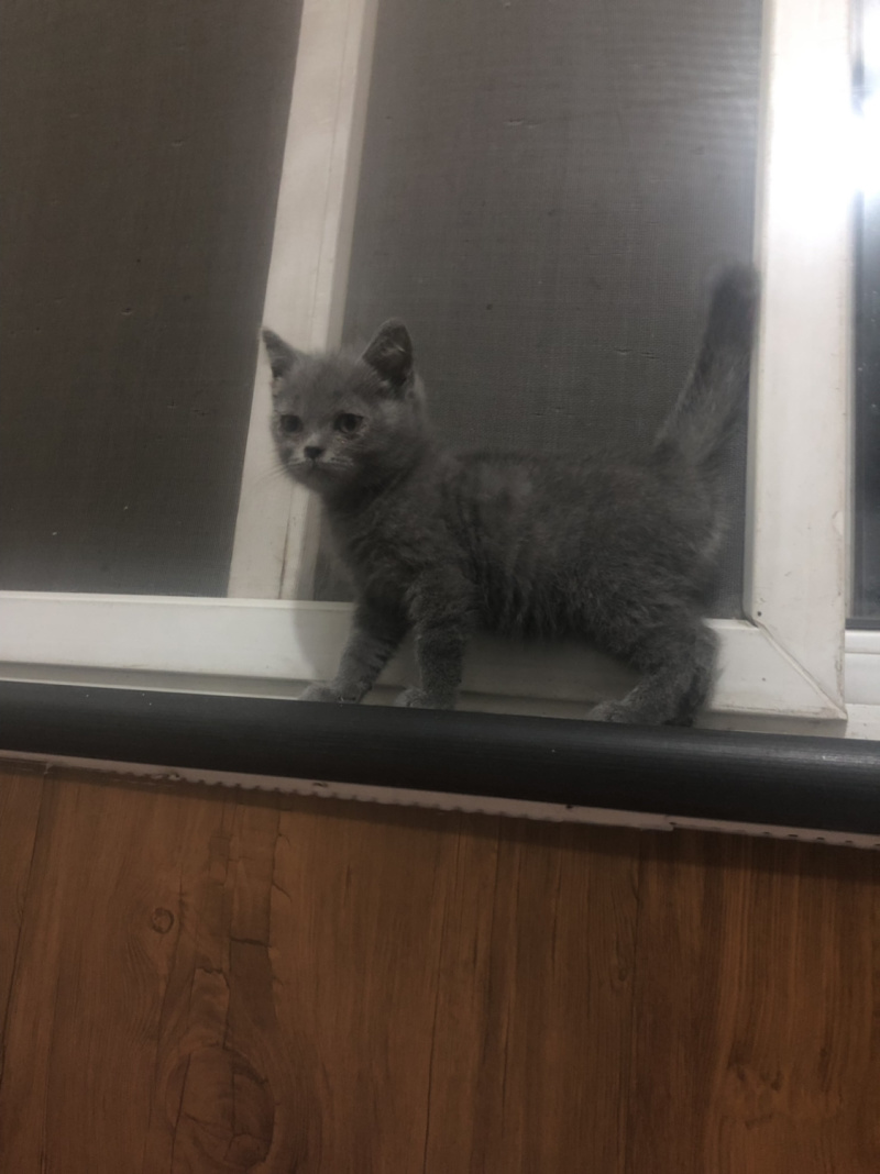 蓝猫英短