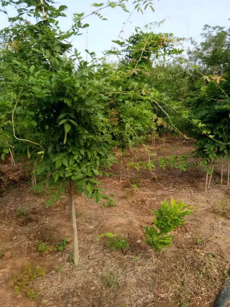 紫藤苗多花紫藤花苗，庭院围墙爬藤植物紫藤苗紫藤苗