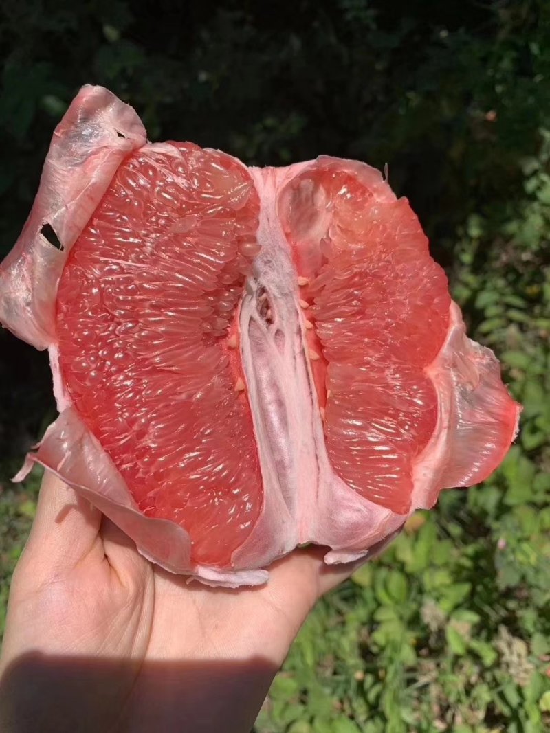 🧡官溪蜜柚红心柚口感好产地直发大量供货