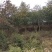 杜英小苗，杜英杯苗，精品杜英，九江杜英基地