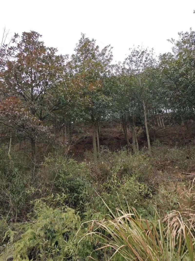 杜英小苗，杜英杯苗，精品杜英，九江杜英基地
