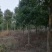 杜英小苗，杜英杯苗，精品杜英，九江杜英基地