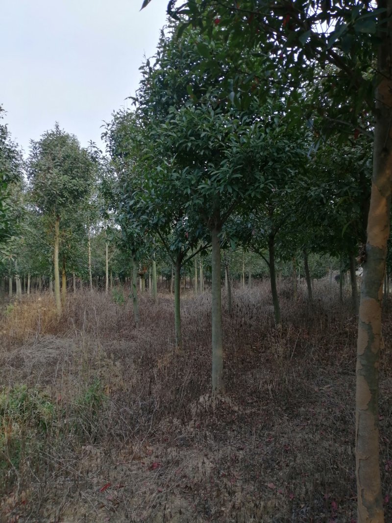 杜英小苗，杜英杯苗，精品杜英，九江杜英基地