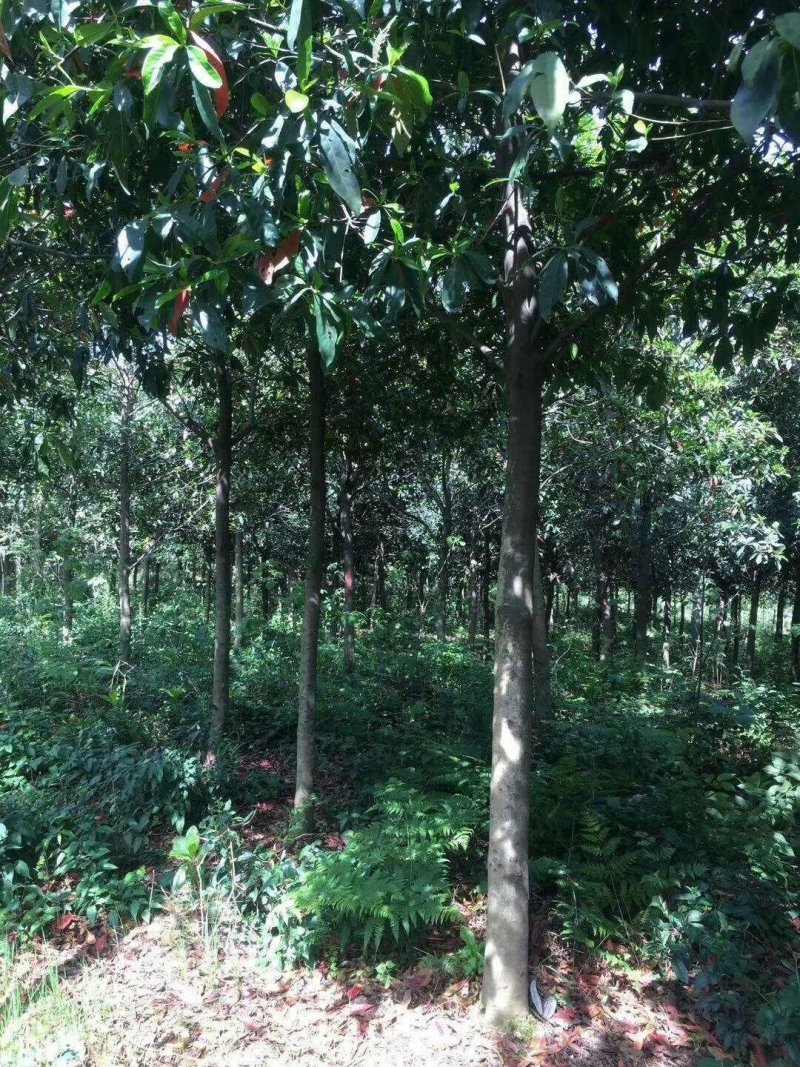杜英小苗，杜英杯苗，精品杜英，九江杜英基地