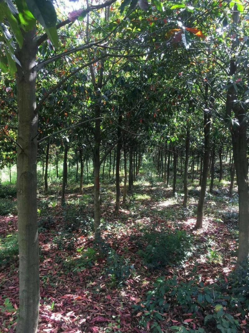杜英小苗，杜英杯苗，精品杜英，九江杜英基地