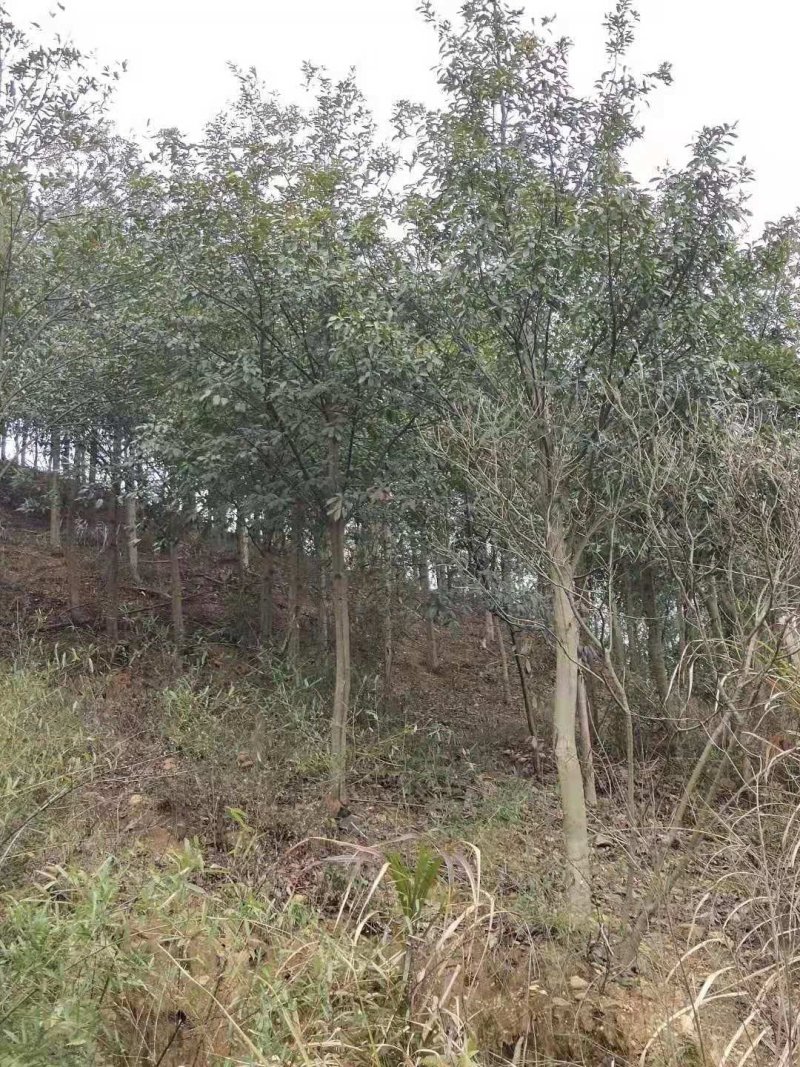 杜英小苗，杜英杯苗，精品杜英，九江杜英基地