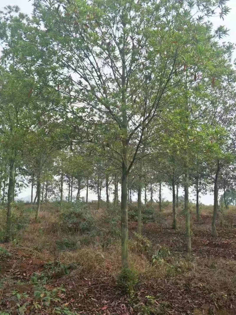 杜英小苗，杜英杯苗，精品杜英，九江杜英基地