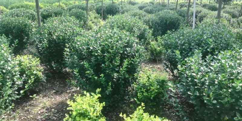 卫矛球千亩苗圃卫矛球，冠幅50公分-150公分