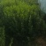 卫矛球千亩苗圃卫矛球，冠幅50公分-150公分