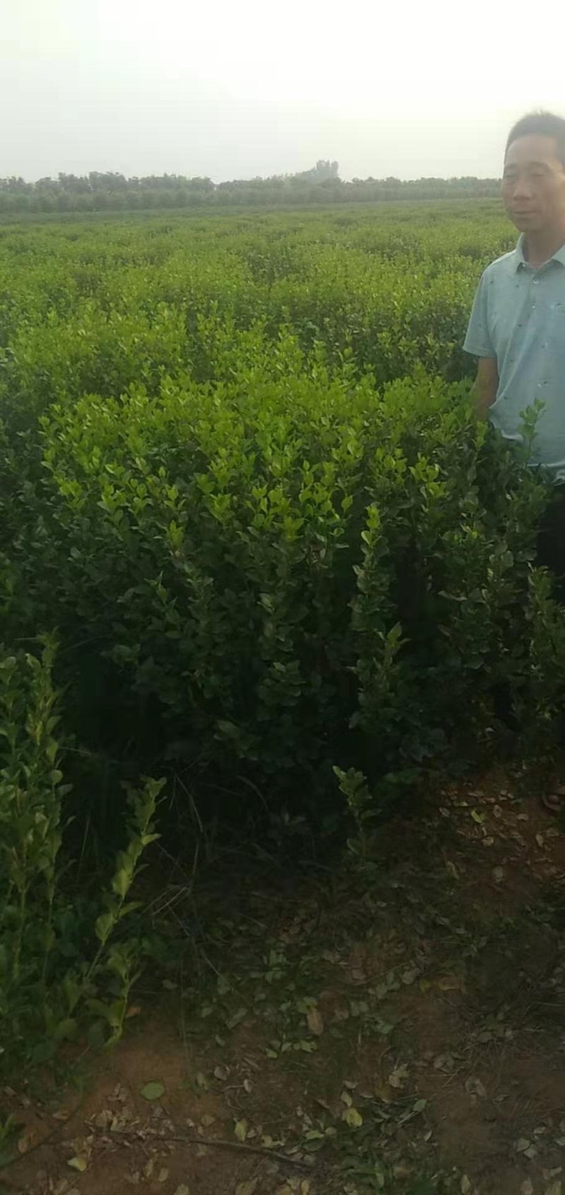 卫矛球千亩苗圃卫矛球，冠幅50公分-150公分