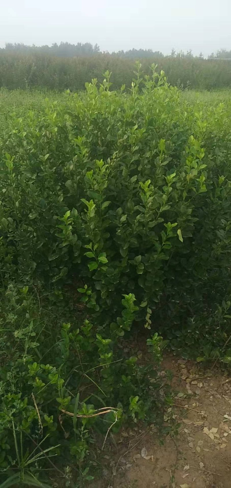 卫矛球千亩苗圃卫矛球，冠幅50公分-150公分