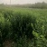 卫矛球千亩苗圃卫矛球，冠幅50公分-150公分