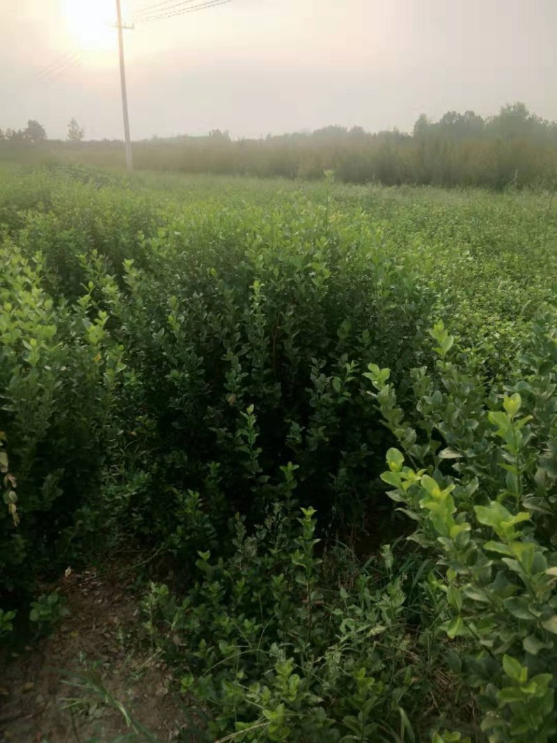 卫矛球千亩苗圃卫矛球，冠幅50公分-150公分