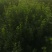 卫矛球千亩苗圃卫矛球，冠幅50公分-150公分