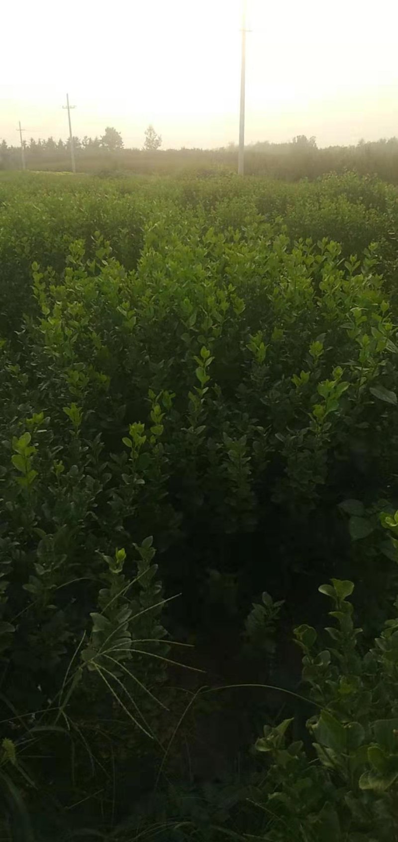 卫矛球千亩苗圃卫矛球，冠幅50公分-150公分