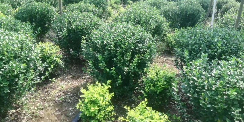 卫矛球千亩苗圃卫矛球，冠幅50公分-150公分