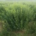 卫矛球千亩苗圃卫矛球，冠幅50公分-150公分