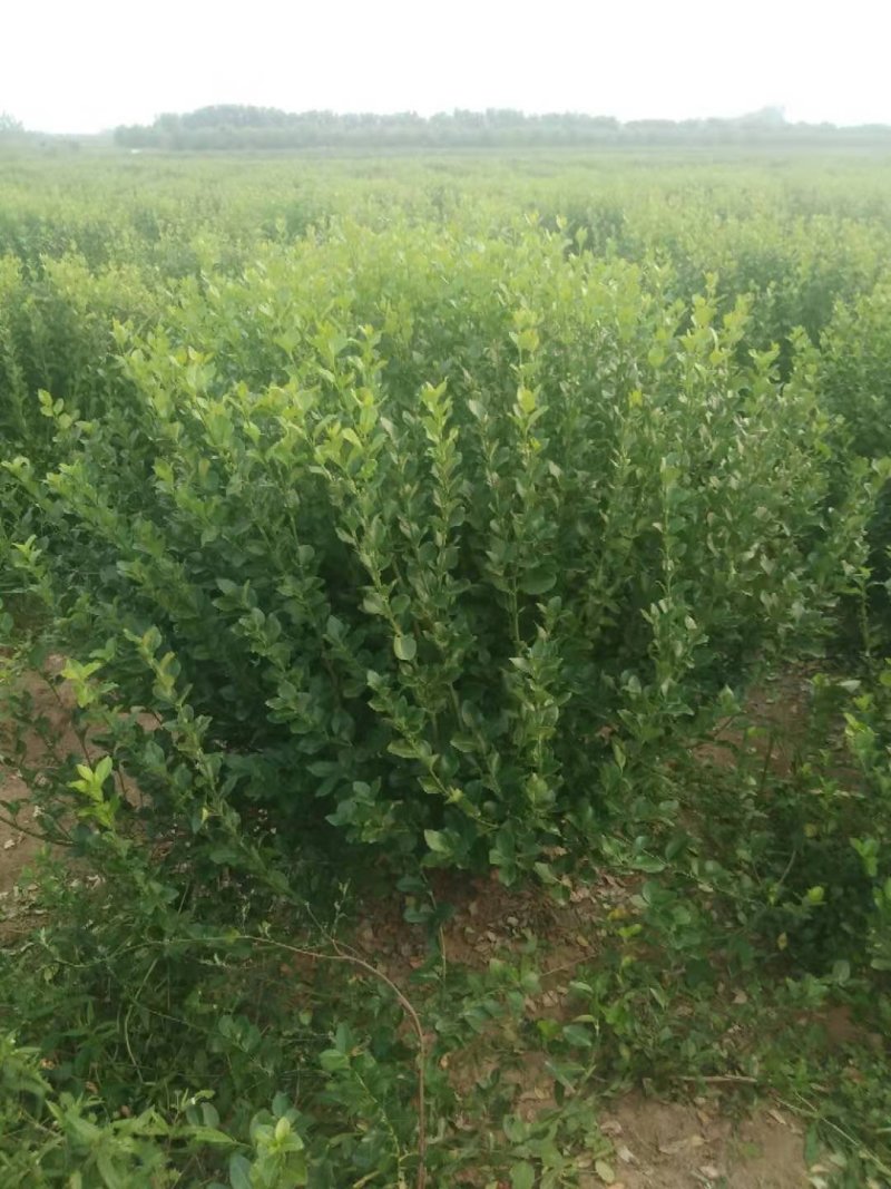 卫矛球千亩苗圃卫矛球，冠幅50公分-150公分
