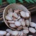 中药材批发白芍500g克包邮生白芍中草药白勺片炒