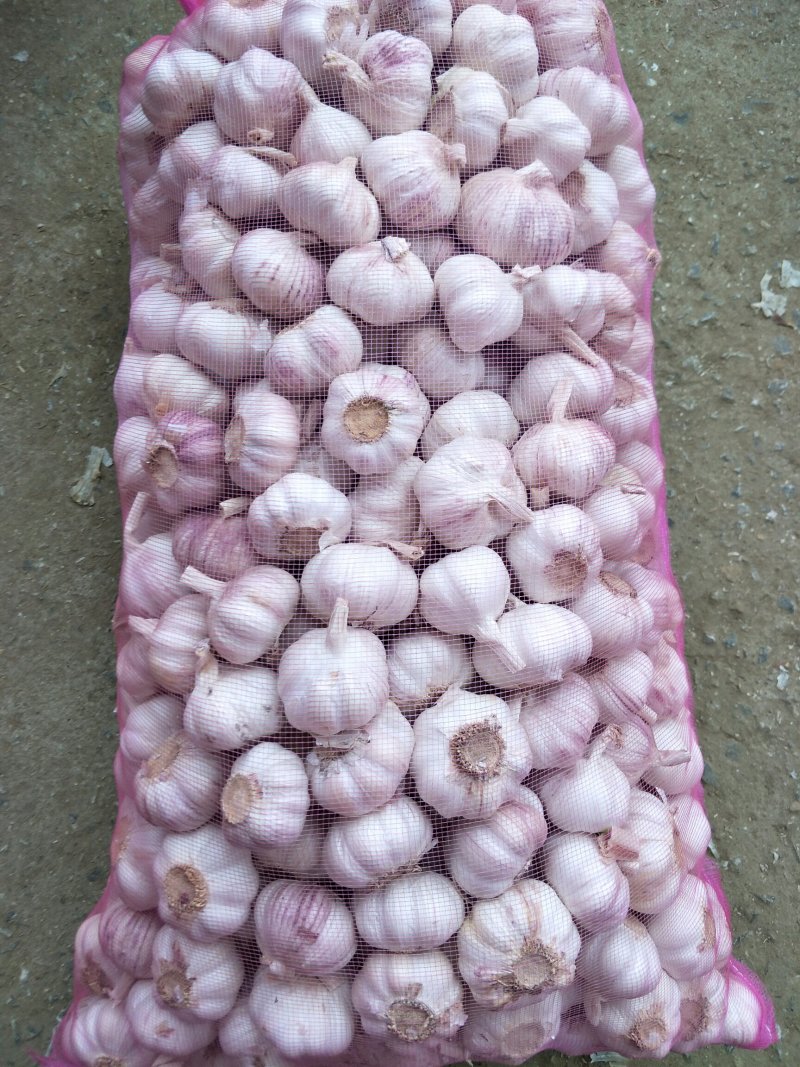 原产地直供2026年江苏徐州优质太空蒜大蒜，杂交大蒜上市