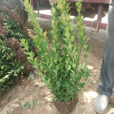 卫矛卫矛卫矛工程绿化苗木规格齐全基地直销