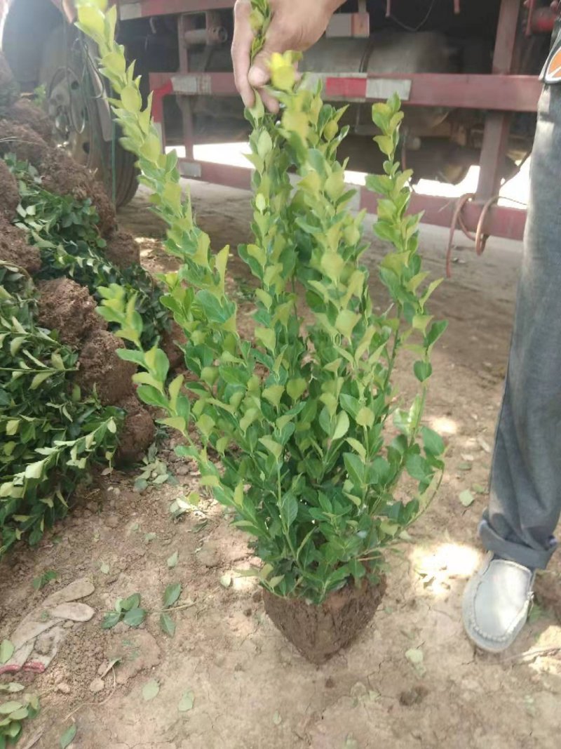 卫矛卫矛卫矛工程绿化苗木规格齐全基地直销