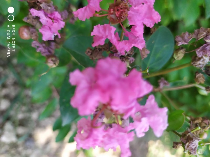 红花紫薇小苗，国旗红红叶紫薇，等小苗