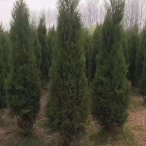 蜀桧塔柏树苗大量供应货源充足基地直销