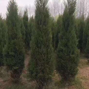 蜀桧塔柏树苗大量供应货源充足基地直销