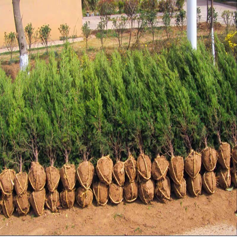 蜀桧塔柏树苗大量供应货源充足基地直销
