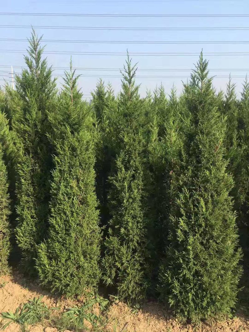 蜀桧塔柏树苗大量供应货源充足基地直销