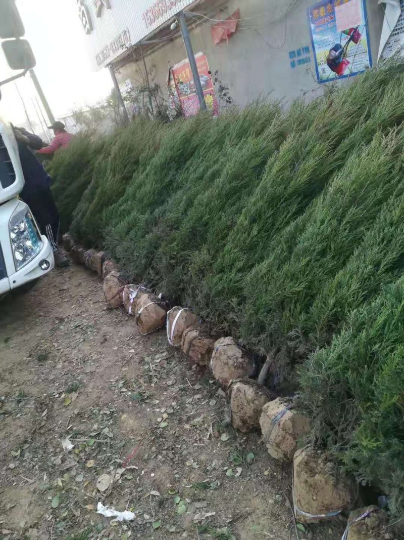 蜀桧塔柏树苗大量供应货源充足基地直销