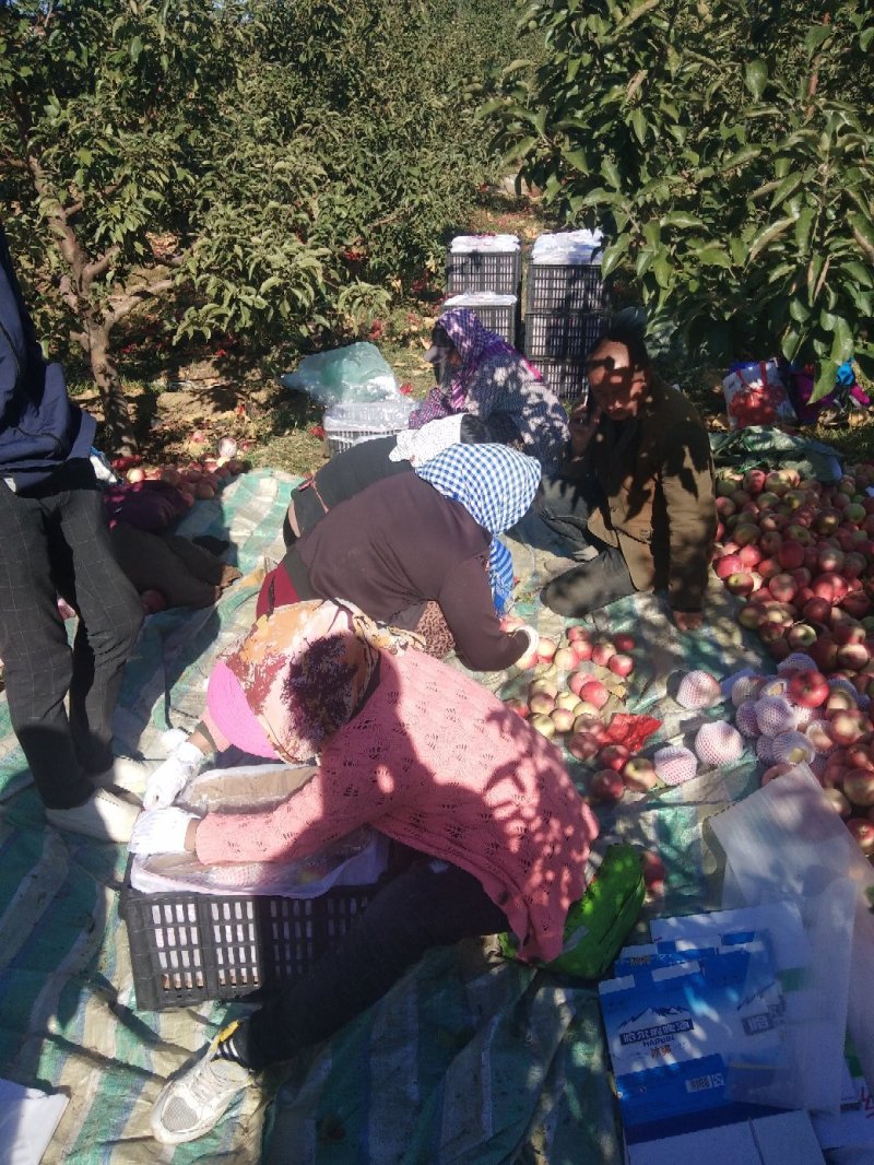 寒富苹果大量上市供应质量好价格合理规格齐全一条龙