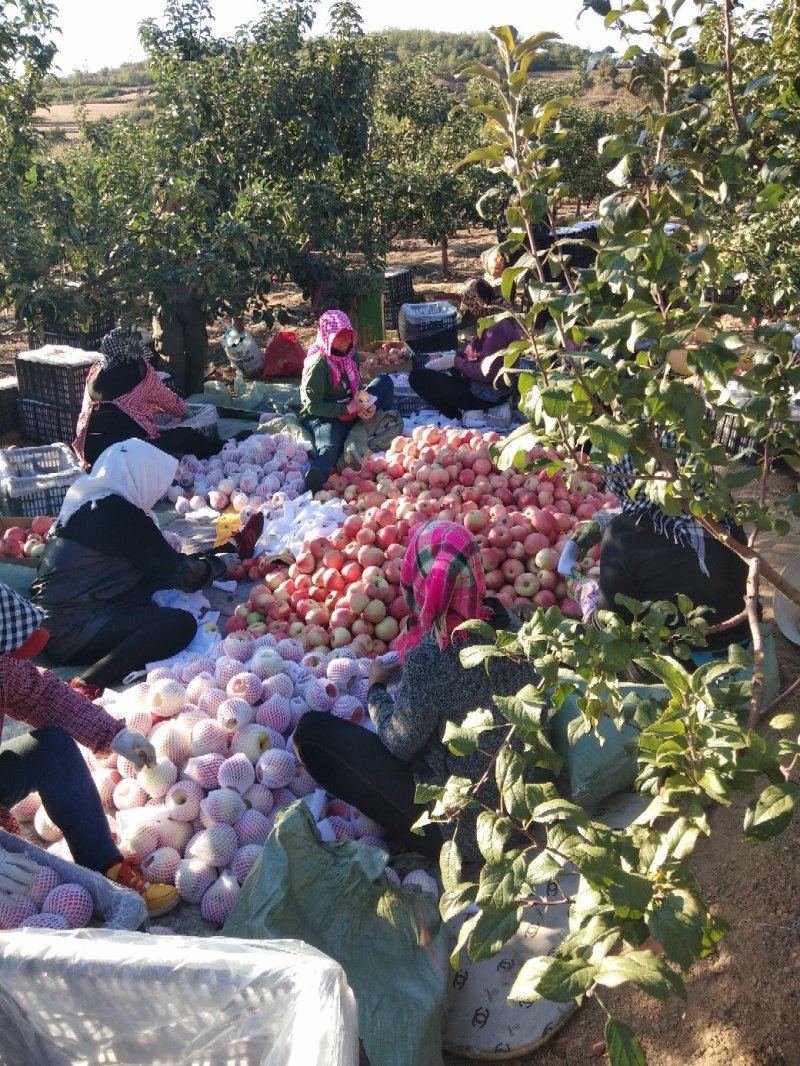 寒富苹果大量上市供应质量好价格合理规格齐全一条龙