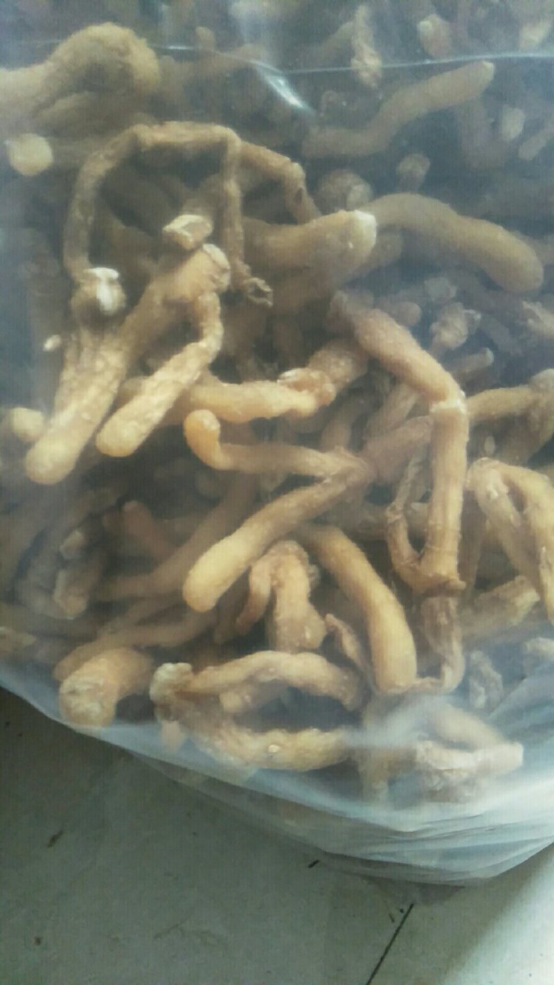 【精品】玉竹质量保证量大从优火爆畅销中