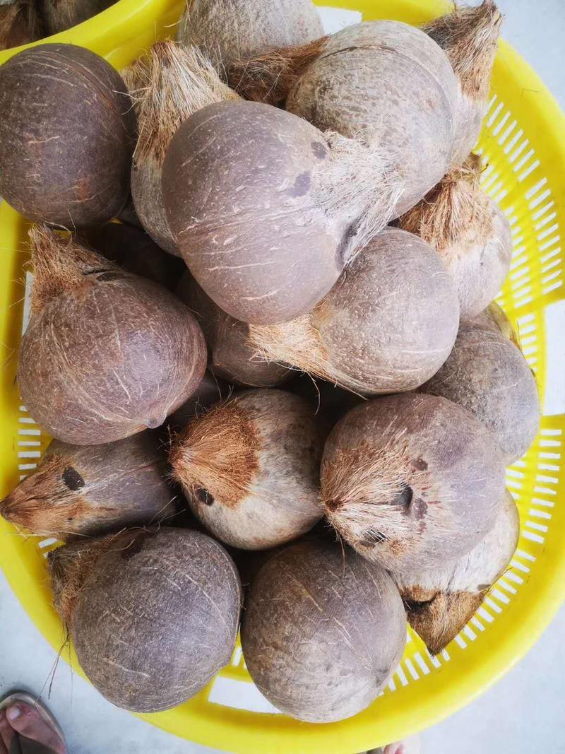 海南椰皇文昌本地椰子抛光不打蜡做椰子碗长期供应