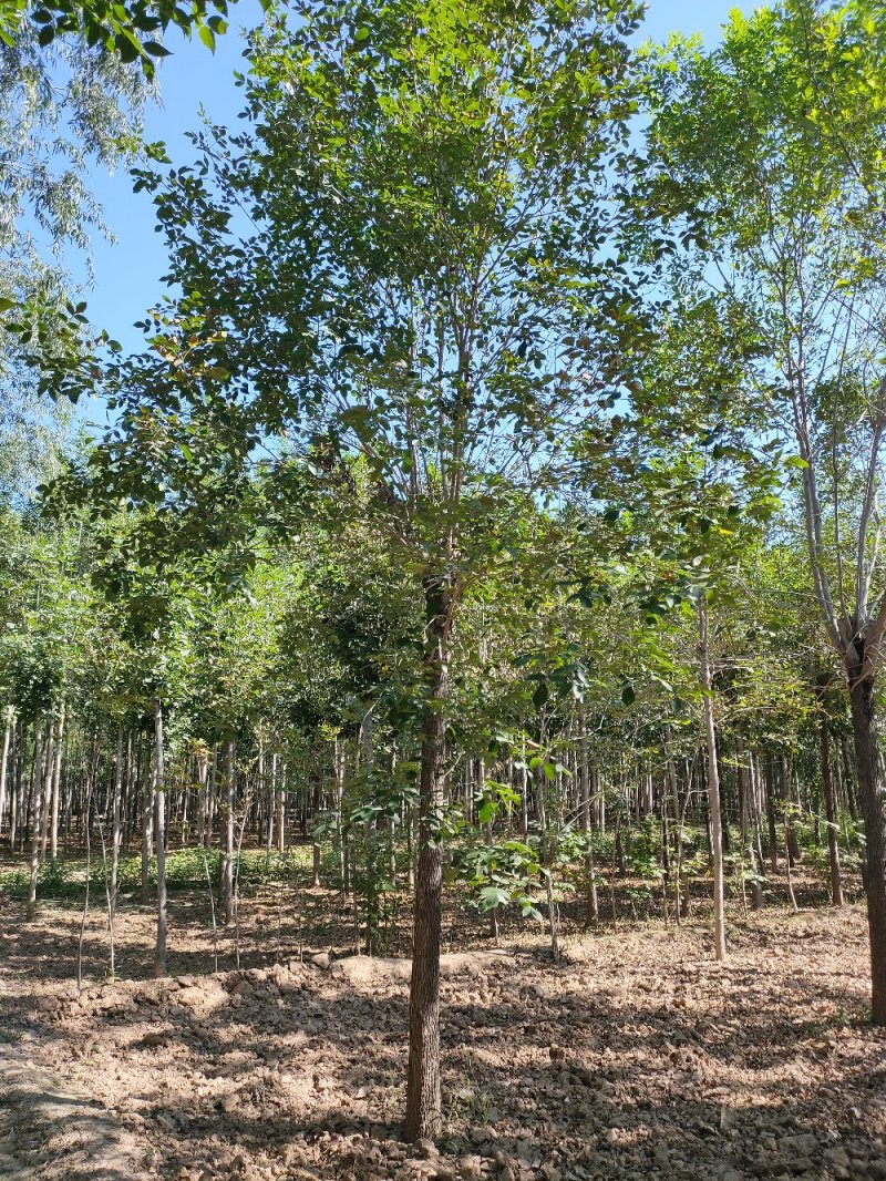 白蜡树7-15公分【山东林场直销】量大优惠/聚划算